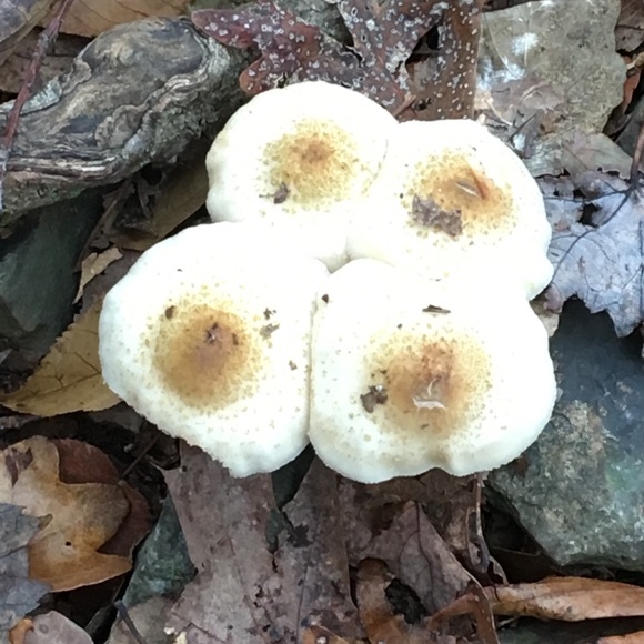 Meet your Posher, Leneatra - Picture 3 of 16